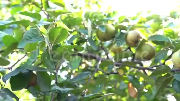 成熟的黄色果生长在树上秋天的花园里有绿色的叶子许多成熟的贵族视频的预览图