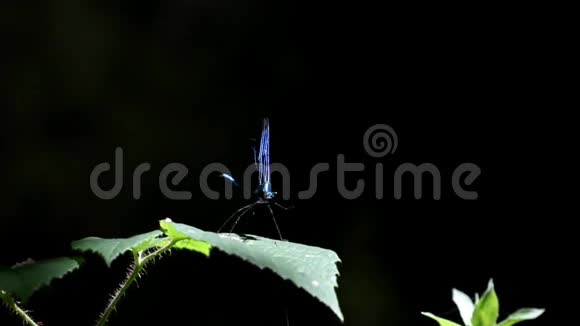 蓝色蜻蜓视频的预览图