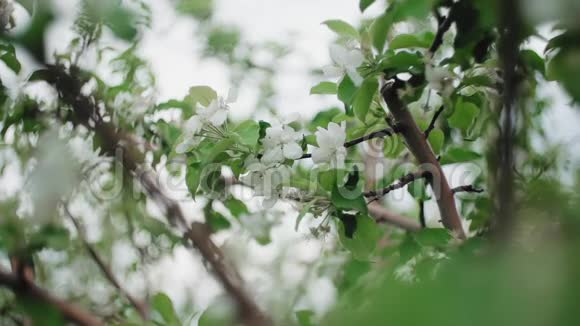 盛开的蟹状苹果树绿草背景下的花枝视频的预览图