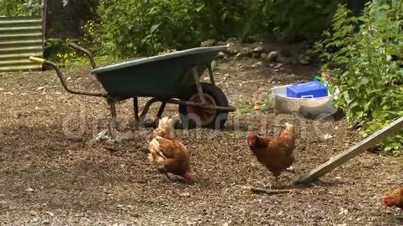一辆手推车在院子里的棕色鸡视频的预览图