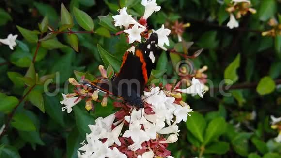蝴蝶红上将带着翅膀在阿比丽亚花丛上缓慢移动视频的预览图