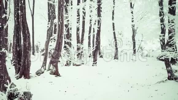 冬天的森林充满了雪视频的预览图