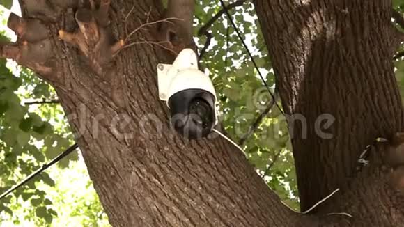 监控摄像头安装在树上视频的预览图