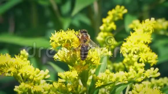 蜜蜂从黄花中得到花粉视频的预览图