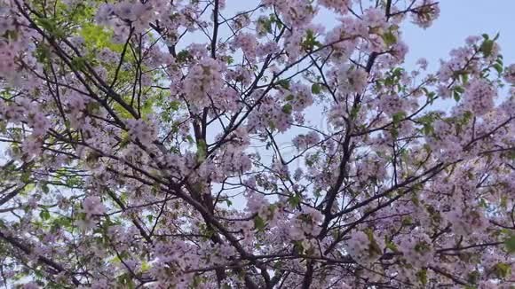 樱花在蓝天映衬下的近景视频的预览图