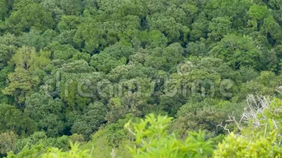 热带雨林中绿色外来树木的树冠从上面刮风的日子明亮多汁的异国热带丛林安静视频的预览图