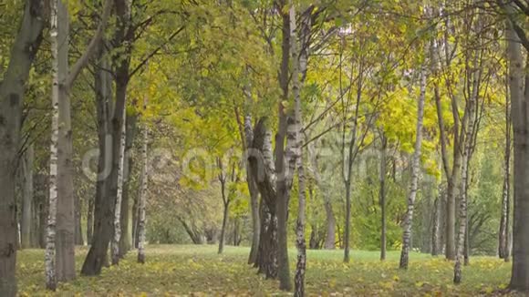 秋天在城市公园黄叶树视频的预览图