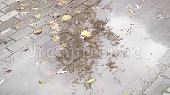秋天的树叶漂浮在街道上的水坑上木材在水中的反射视频的预览图