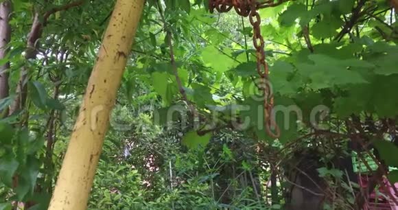 一个有葡萄杏和桃的村庄里的乡村小果园视频的预览图