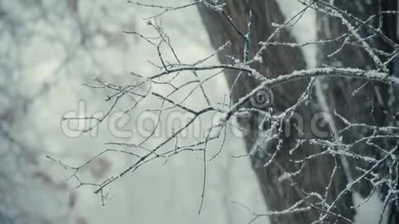 冰雪覆盖的树枝冬季降雪视频的预览图