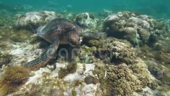 海龟Cheloniamydas正在海底游泳吃海藻视频的预览图
