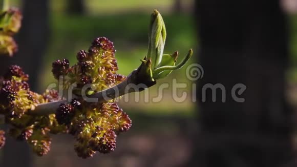 芽和开放的花朵觉醒的阿塞尼根多树关闭视频的预览图