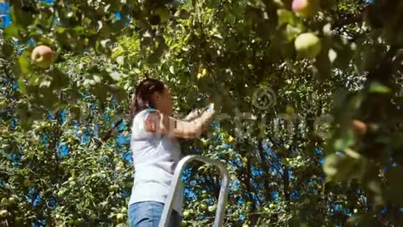 女人从树上摘苹果收获视频的预览图