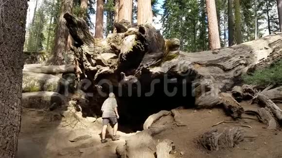 游客进入倒下的巨大红杉树视频的预览图