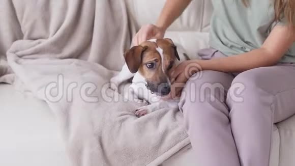宠物家庭和友谊的概念幸福的女人在客厅的沙发上抚摸她的狗视频的预览图