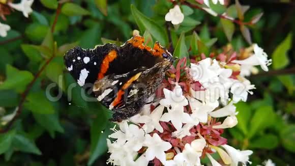 蝴蝶红上将带着翅膀在阿比丽亚花丛上视频的预览图