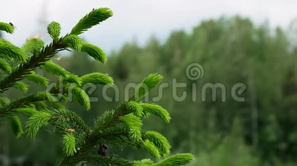 新生长的挪威云杉或欧洲云杉冰杉一种常绿中部和中部的常青树视频的预览图