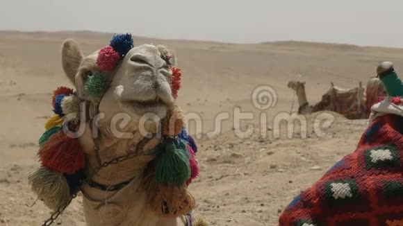 埃及开罗附近的金字塔上一头骆驼的头部视频的预览图