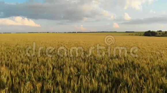 空中镜头飞过谷物小麦准备收割飞越野外背景视频的预览图