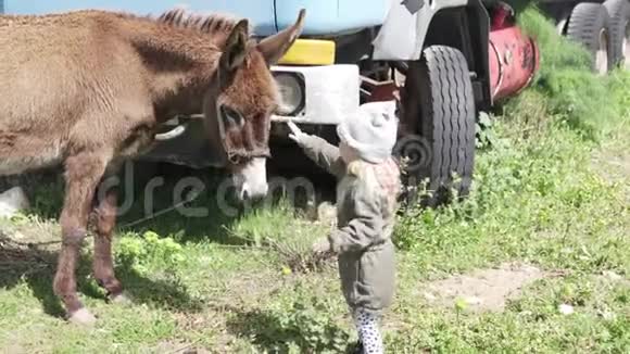 一个大胆的小女孩在农场里喂一头大驴子视频的预览图