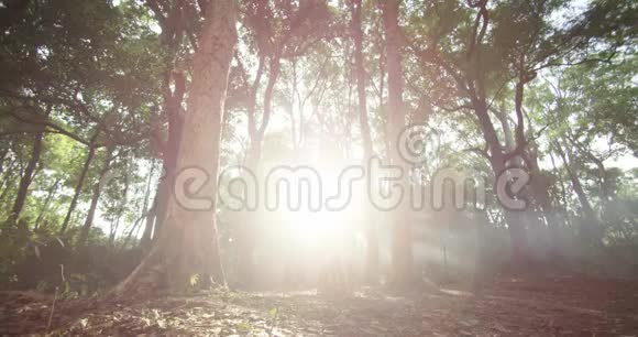 早上在森林里太阳光线穿过树木视频的预览图