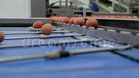 蛋品生产线上带蛋的分级加工视频的预览图