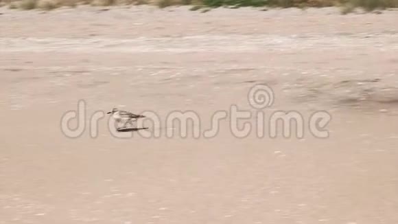 在海滩上奔跑视频的预览图