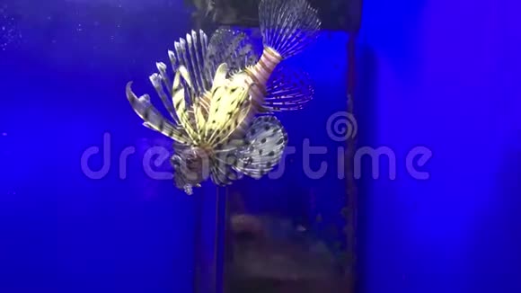 热带多彩珊瑚礁鱼白狮子鱼田鼠在海水中游泳水族馆视频的预览图
