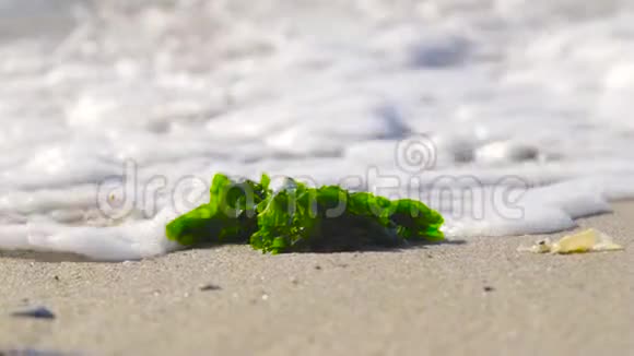 波浪沿着智利阿尔格罗博海滩移动藻类海藻移动慢动作视频的预览图