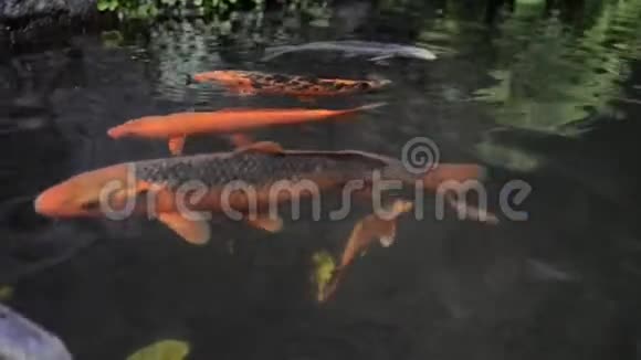 池塘里的锦鲤鱼视频的预览图