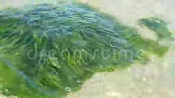 海上的藻类视频的预览图