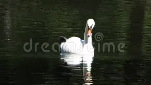 美丽的天鹅游过池塘视频的预览图