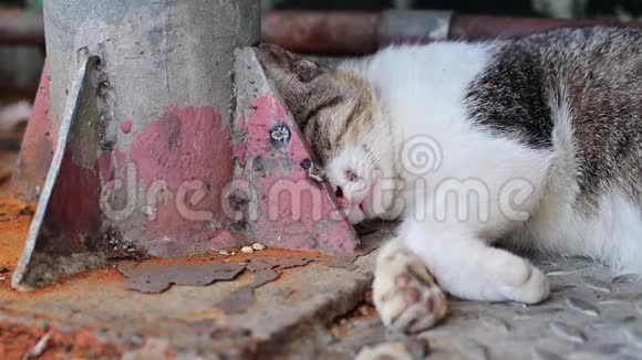 4只无家可归的懒猫睡在街上视频的预览图