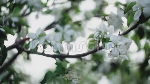 春天盛开的苹果树慢动作开花的果树视频的预览图