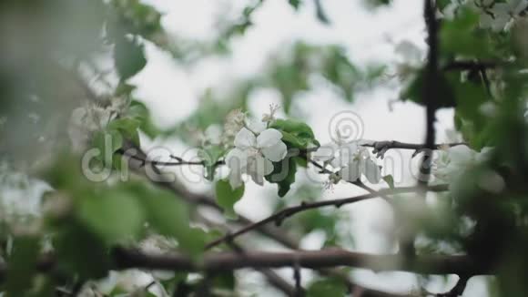 苹果树上盛开的枝条视频的预览图