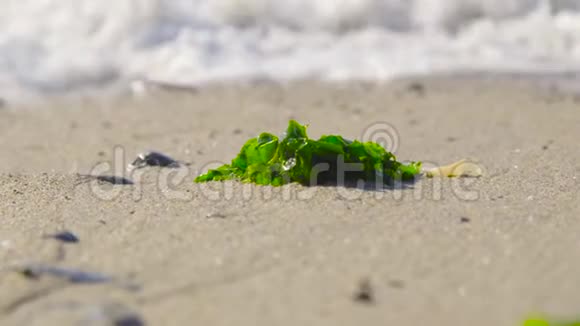 在智利阿尔加罗博沙滩上关闭海藻视频的预览图