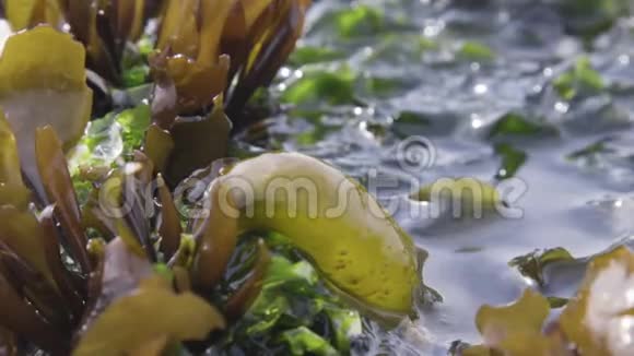 智利阿尔加罗博海滩藻类的潮汐运动视频的预览图