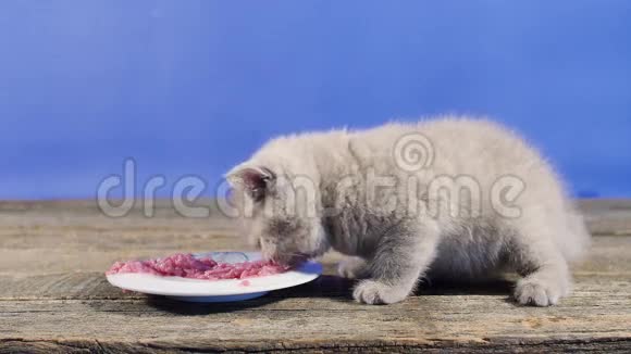 猫吃一块肉视频的预览图