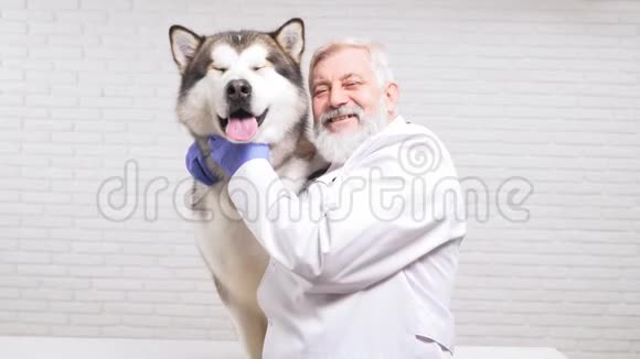 兽医拥抱大狗微笑着看着摄像机视频的预览图
