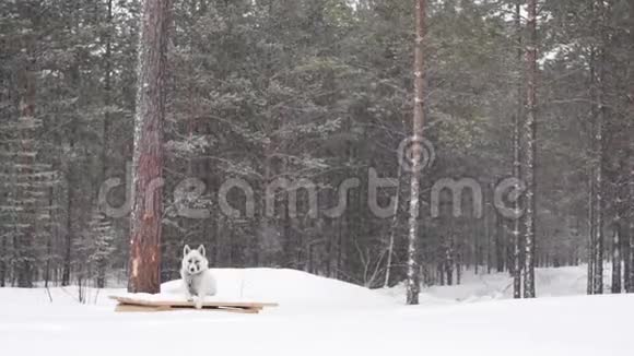 白狗在冬季森林降雪恶劣天气暴雪视频的预览图