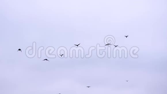 在蓝白天空背景上飞翔的黑黑鸟视频的预览图