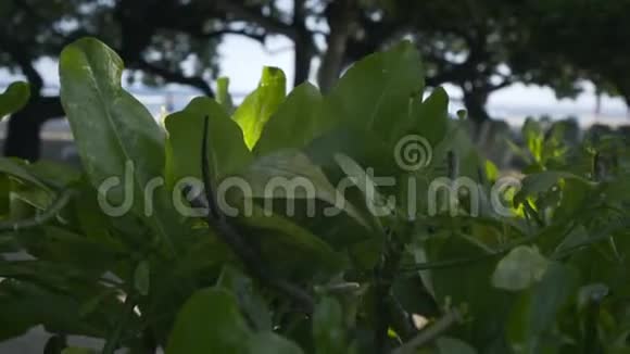 在绿色观叶和植物的近景视频的预览图