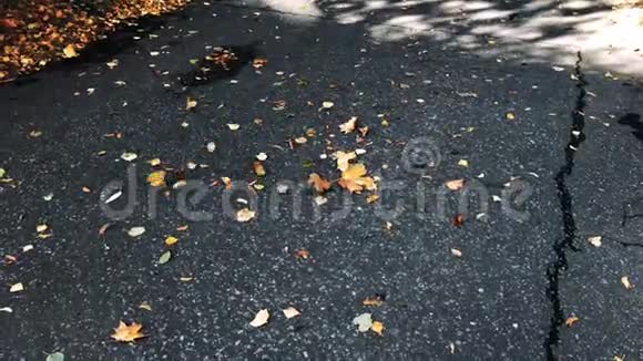 地上的叶子视频的预览图