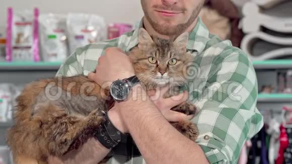 兽医诊所主人怀里可爱的毛茸茸的猫视频的预览图