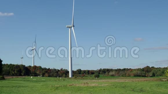 在秋天的一天有三个风车在农场里和奶牛一起慢慢地旋转视频的预览图
