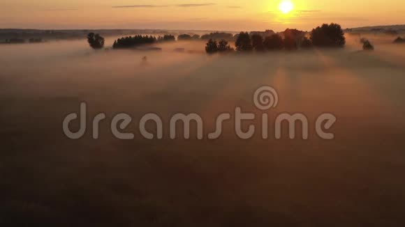 清晨雾中的夏日草地美丽的夏日风景视频的预览图
