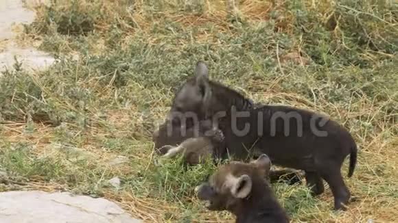 两只鬣狗幼崽在安博塞利国家公园打架视频的预览图