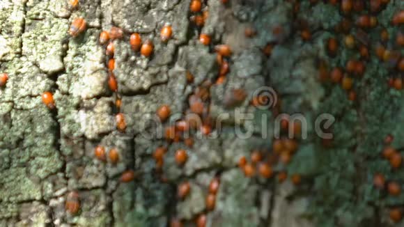 小红虫沿着树皮移动火虫群野生性质特写视频的预览图