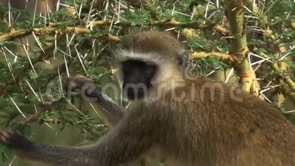 在安博塞利国家公园里一只猴正在摘树叶吃东西视频的预览图