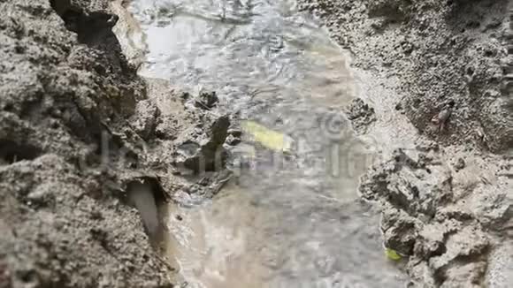 在吃泥和粘土时在红树林中的溪流与附近的小提琴蟹或鬼蟹动物生活和生态环境视频的预览图